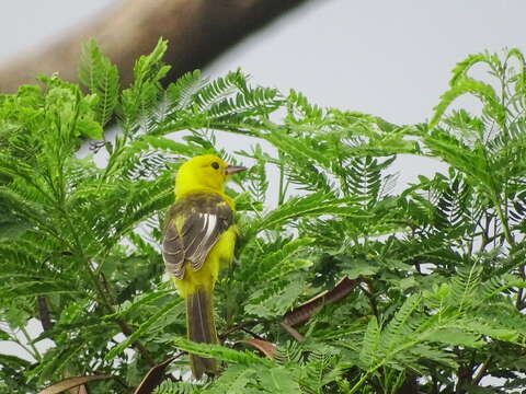 Image of Spot-breasted Oriole