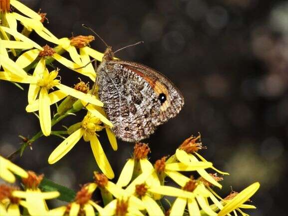 Image of Erebia montanus De Prunner 1798