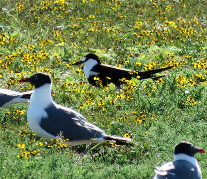 Image of Brown-backed terns