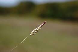 Image of Indian lovegrass