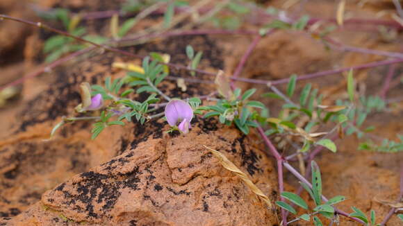 Image of Tephrosia reptans var. reptans