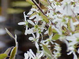 Image of Amelanchier lamarckii