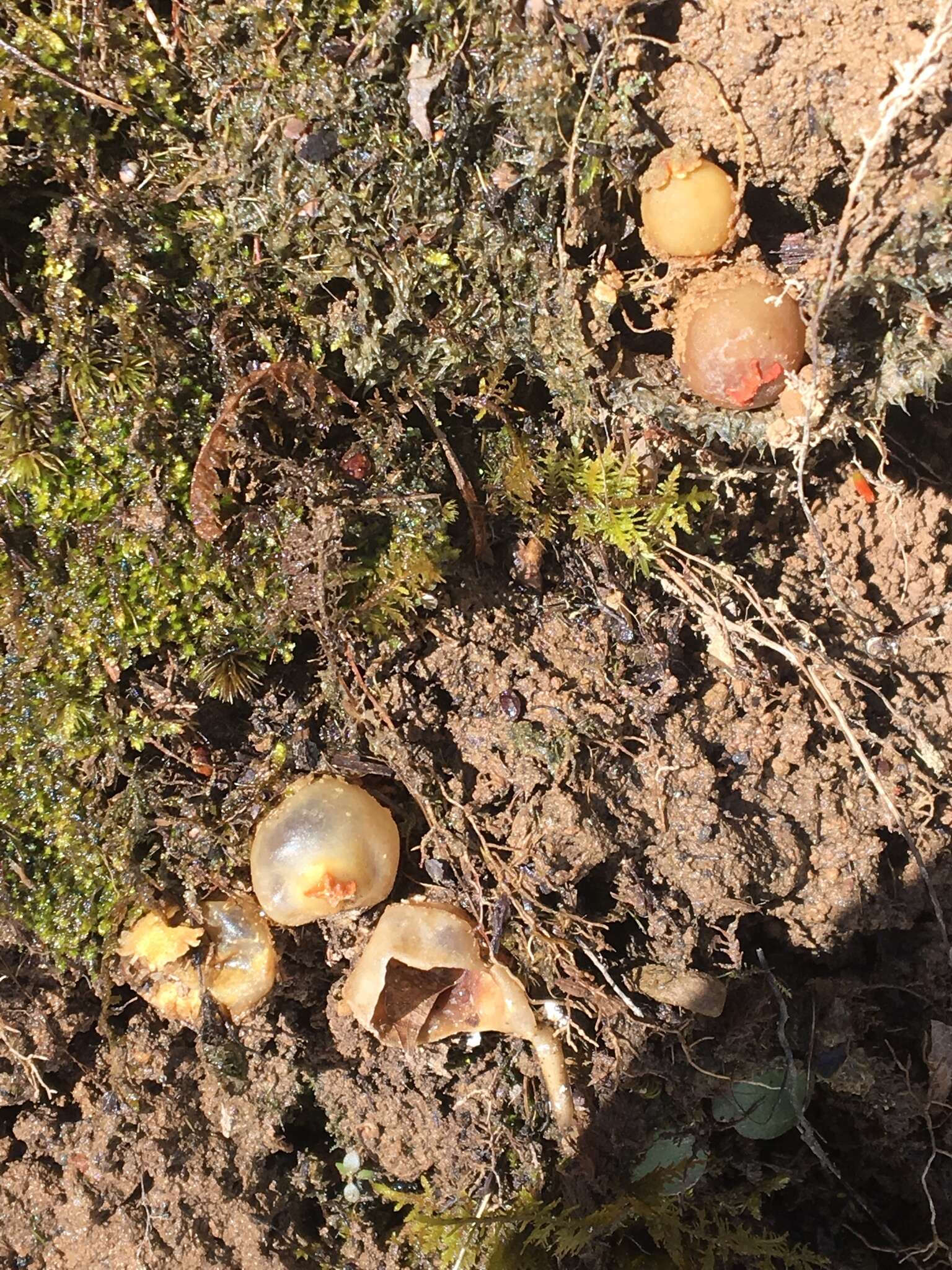 Sivun Calostoma ravenelii (Berk.) Massee 1888 kuva