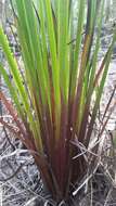 Image of Pineland Yellow-Eyed-Grass