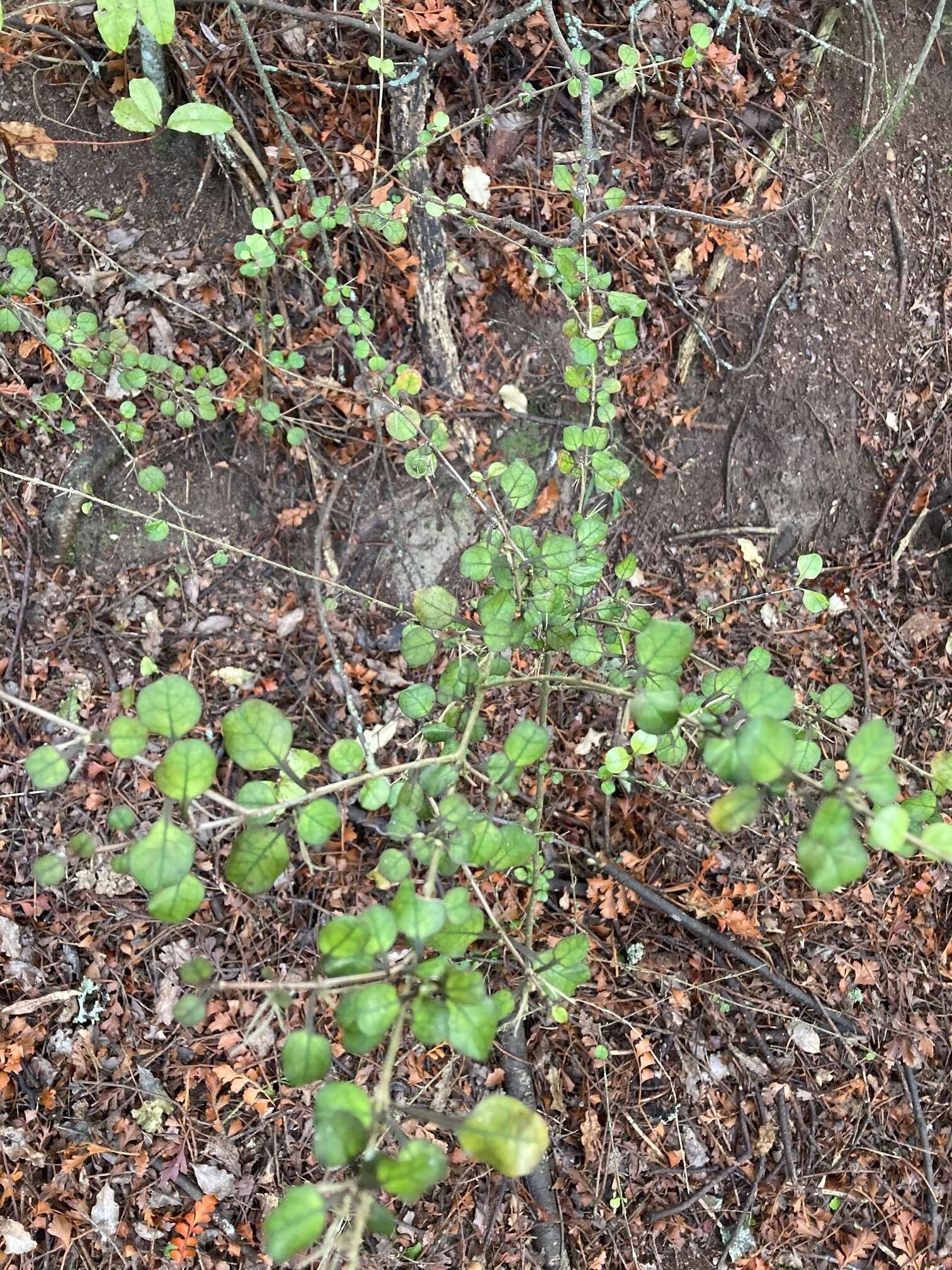 Image of Coprosma spathulata A. Cunn.