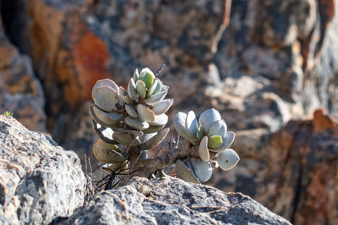 Image of Adromischus hemisphaericus (L.) Lem.