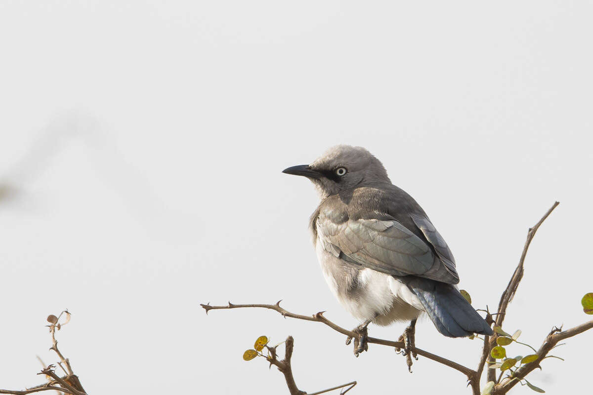 صورة Lamprotornis fischeri (Reichenow 1884)