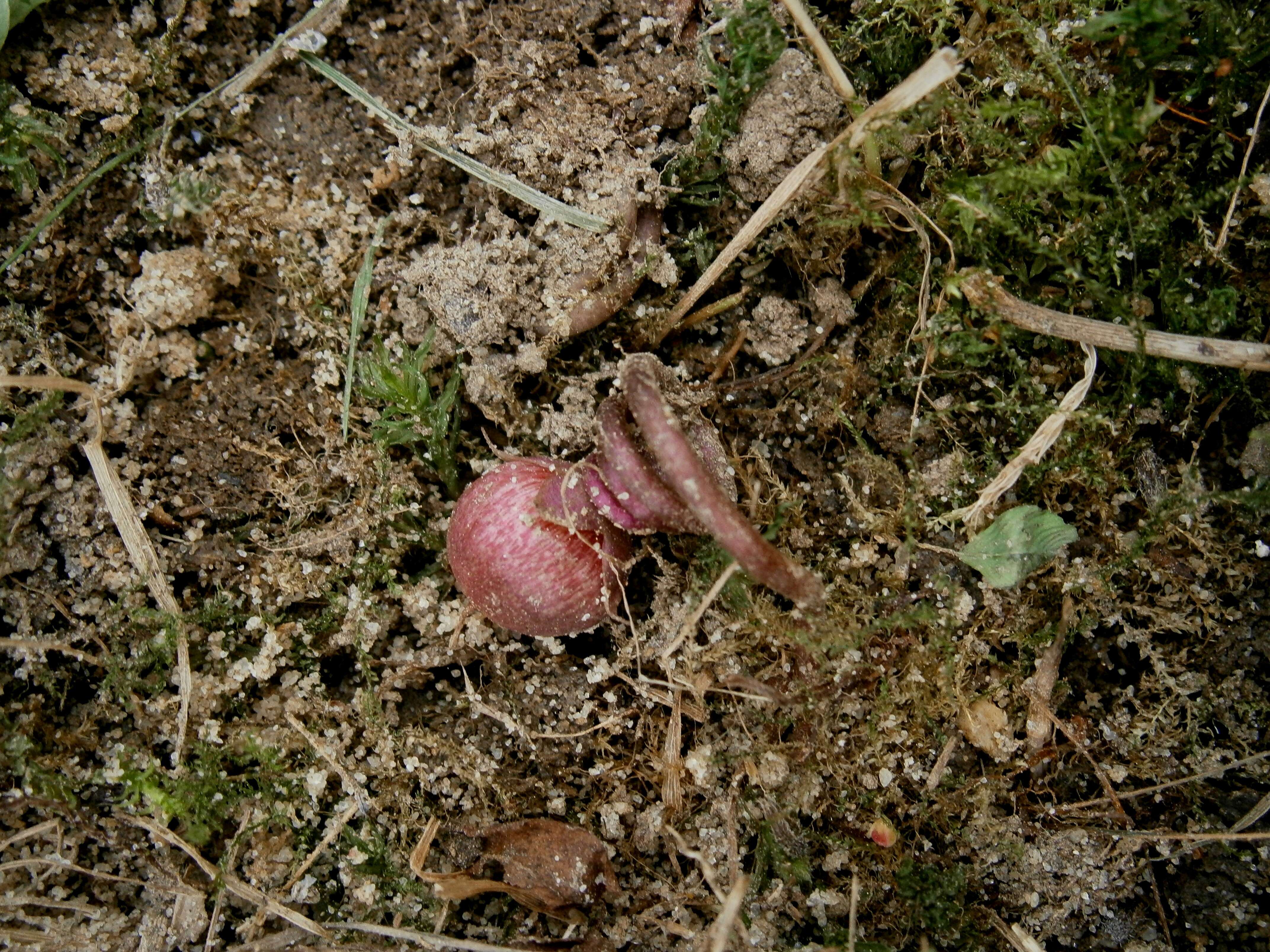 Image of Cyclamen coum Miller