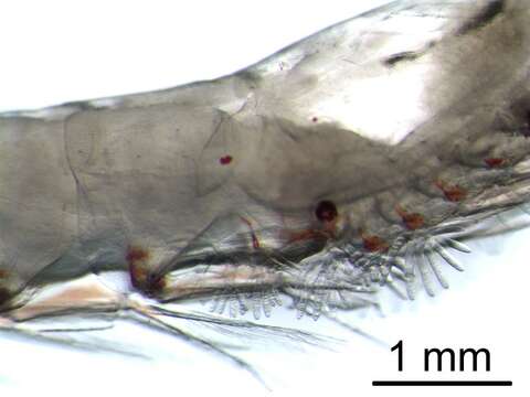 Image of North Pacific Krill