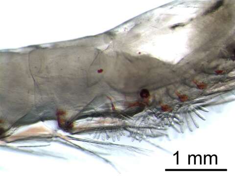Image de Euphausia pacifica Hansen 1911