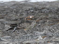 Image of Madagascan Nightjar