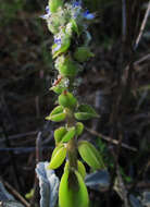 صورة <i>Coleus cylindraceus</i>