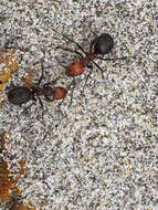 Image of Thatching ant