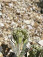 Image of granite buckwheat