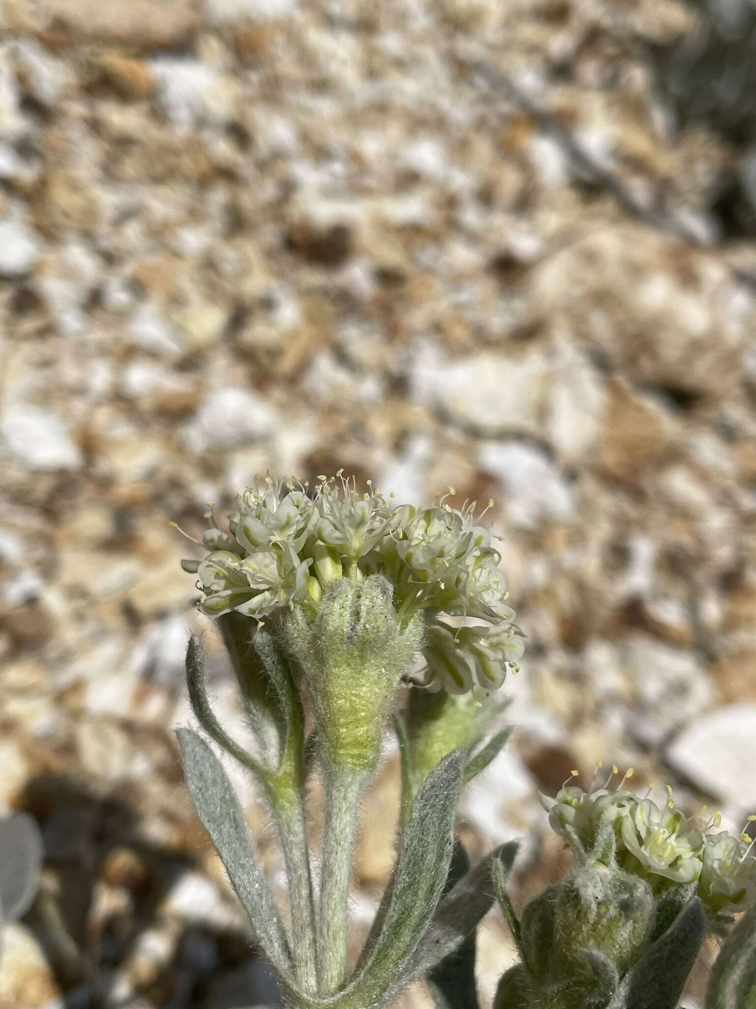 Image of granite buckwheat