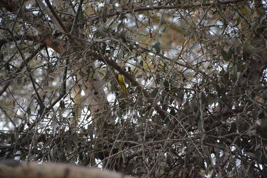 Image of African Black-headed Oriole