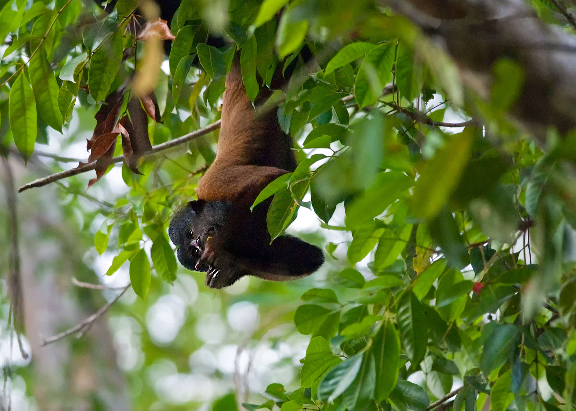 Image of Bearded Saki