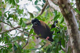 Image of Bearded Saki