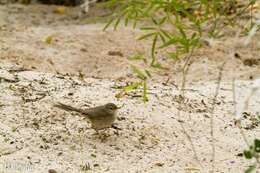 Image of Lantz's Brush-warbler