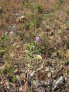 Plancia ëd Clinopodium graveolens subsp. rotundifolium (Pers.) Govaerts