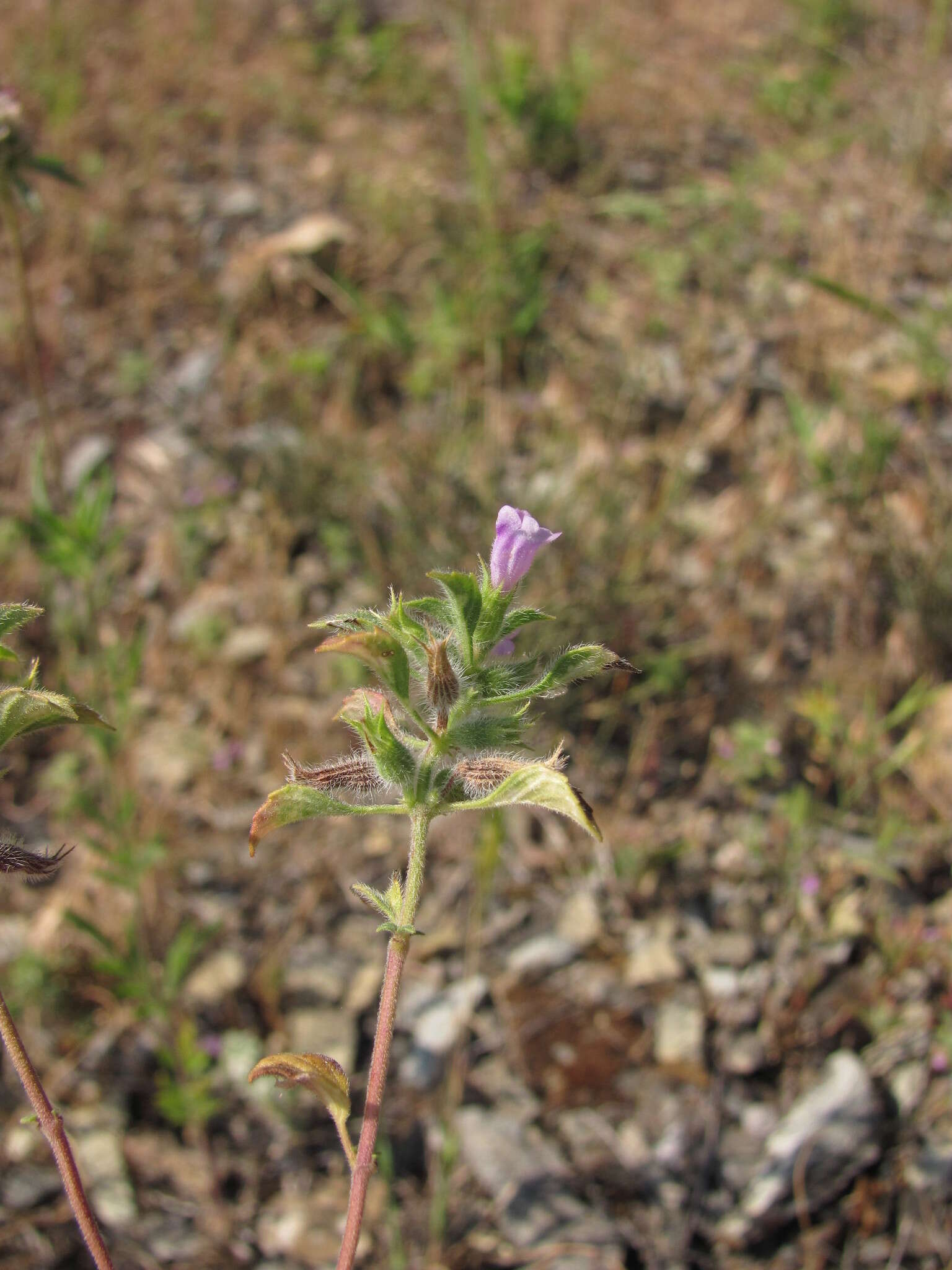 Sivun Clinopodium graveolens subsp. rotundifolium (Pers.) Govaerts kuva