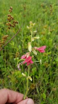 Image of Multi-bloom Hoary-pea