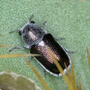 Слика од Coscinoptera aeneipennis (J. L. Le Conte 1858)