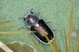 Plancia ëd Coscinoptera aeneipennis (J. L. Le Conte 1858)