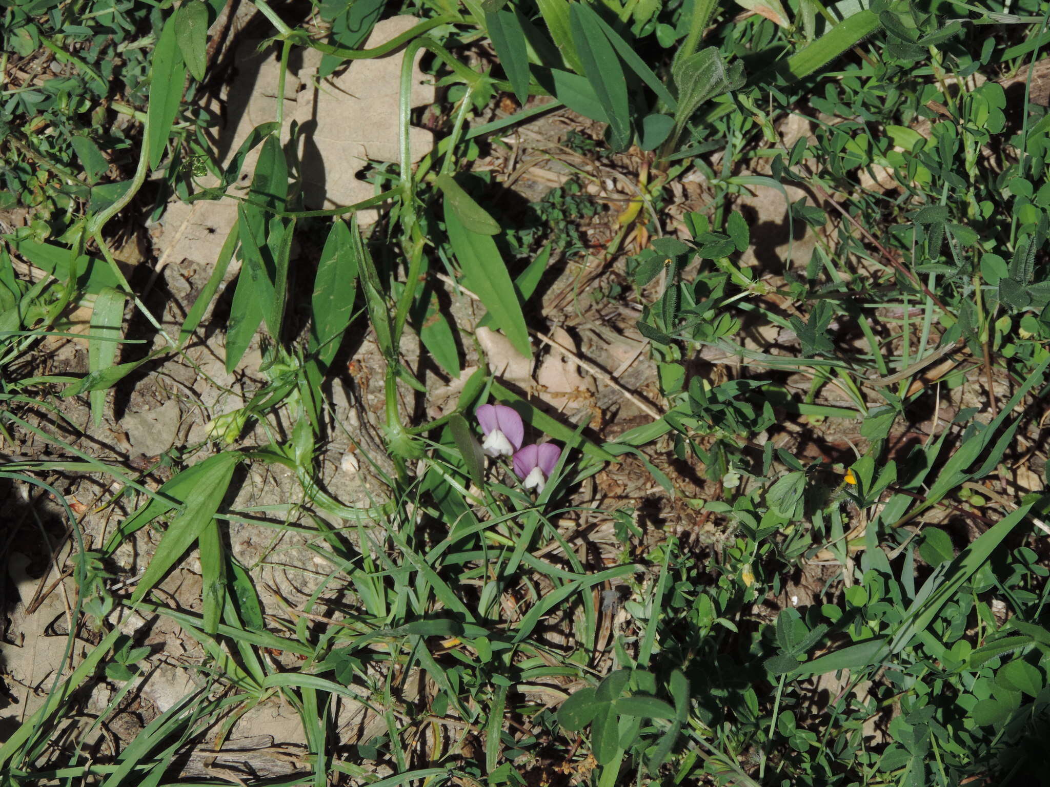 Слика од Vicia bithynica (L.) L.