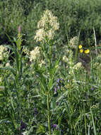 Image of common meadow-rue