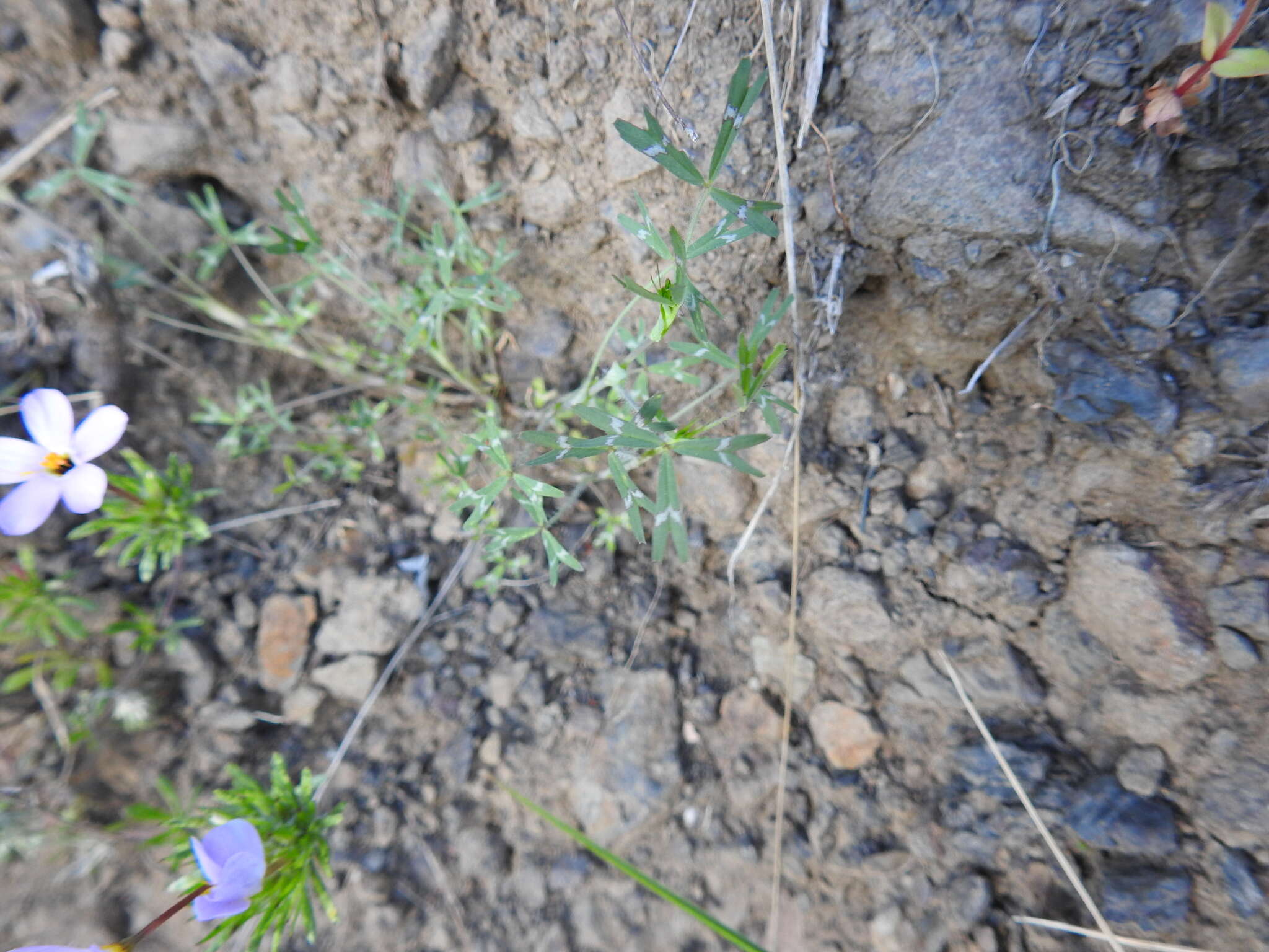 Image de Trifolium bifidum var. bifidum