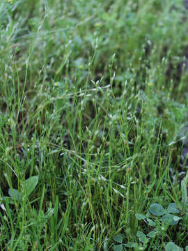 Imagem de Juncus bufonius L.