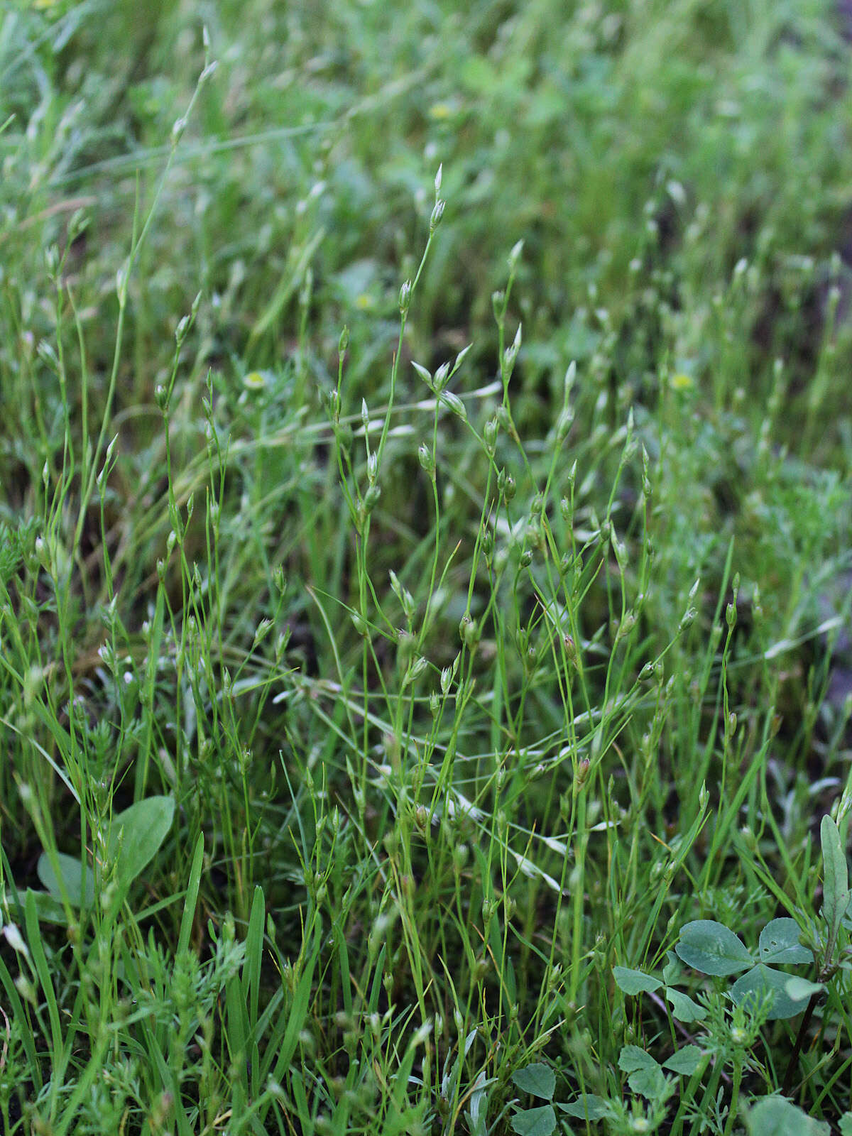 Imagem de Juncus bufonius L.