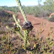 Image of Leucadendron thymifolium (Salisb. ex Knight) I. J. M. Williams