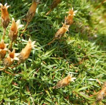 Image of Silene acaulis subsp. longiscapa Vierh.