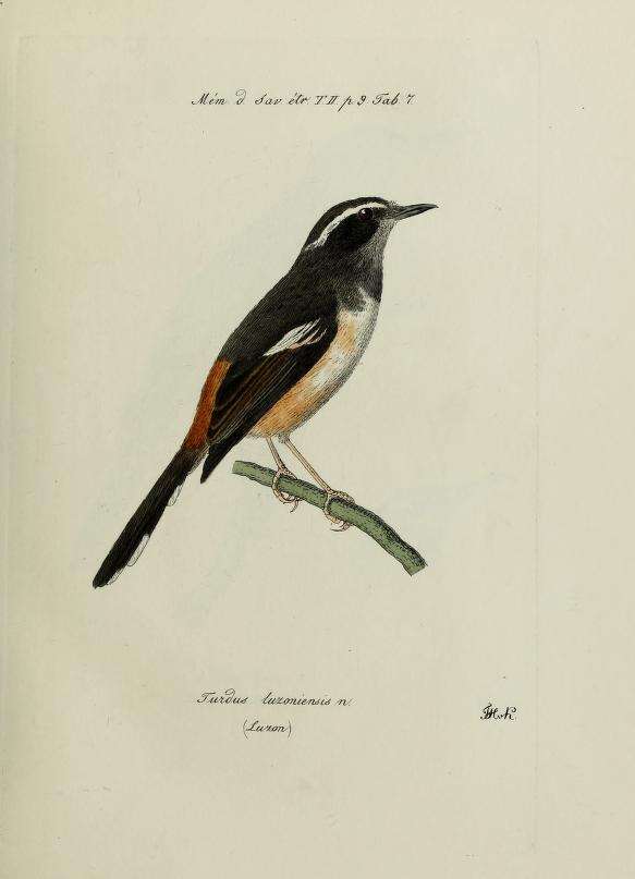 Image of White-browed Shama