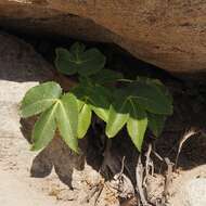 Image of Corsican hellebore