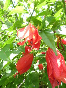 Image of Mazapan