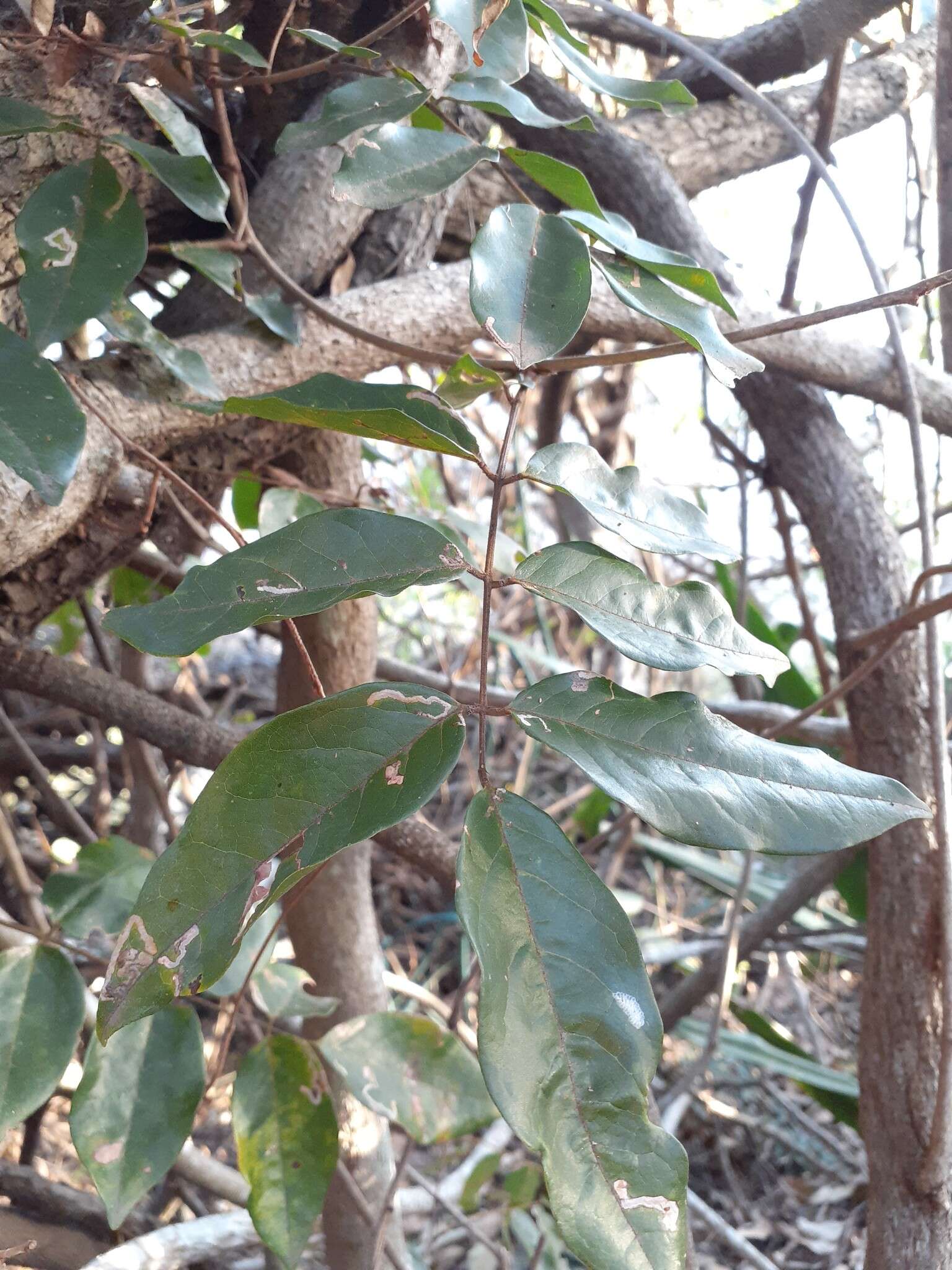 Plancia ëd Austrosteenisia blackii (F. Muell.) R. Geesink