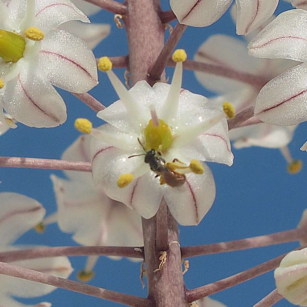 Imagem de Lasioglossum pseudosphecodimorphum (Blüthgen 1923)