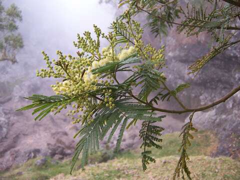 Image of black wattle