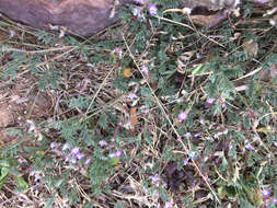 Imagem de Astragalus nuttallianus var. austrinus (Small) Barneby