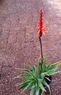 Aloe succotrina Weston resmi