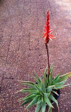 Image of Fynbos aloe