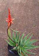 صورة Aloe succotrina Weston