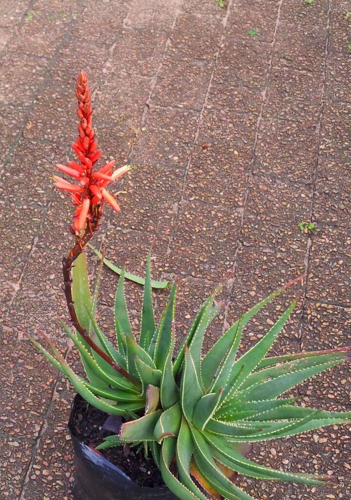 صورة Aloe succotrina Weston