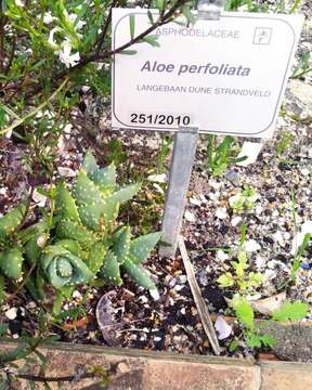 Слика од Aloe perfoliata L.