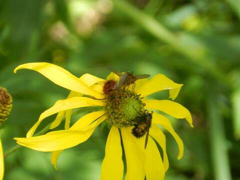 <i>Paradejeania rutilioides</i>的圖片