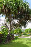 Image of Tahitian screwpine