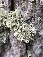 Image of Ramalina obtusata (Arnold) Bitter